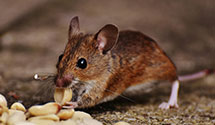 Find Exterminators in Merced County
